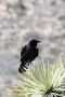 13JoshuaTree - 62